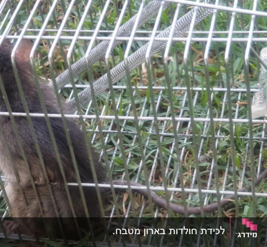עכבר בכלוב מתכת על דשא ירוק